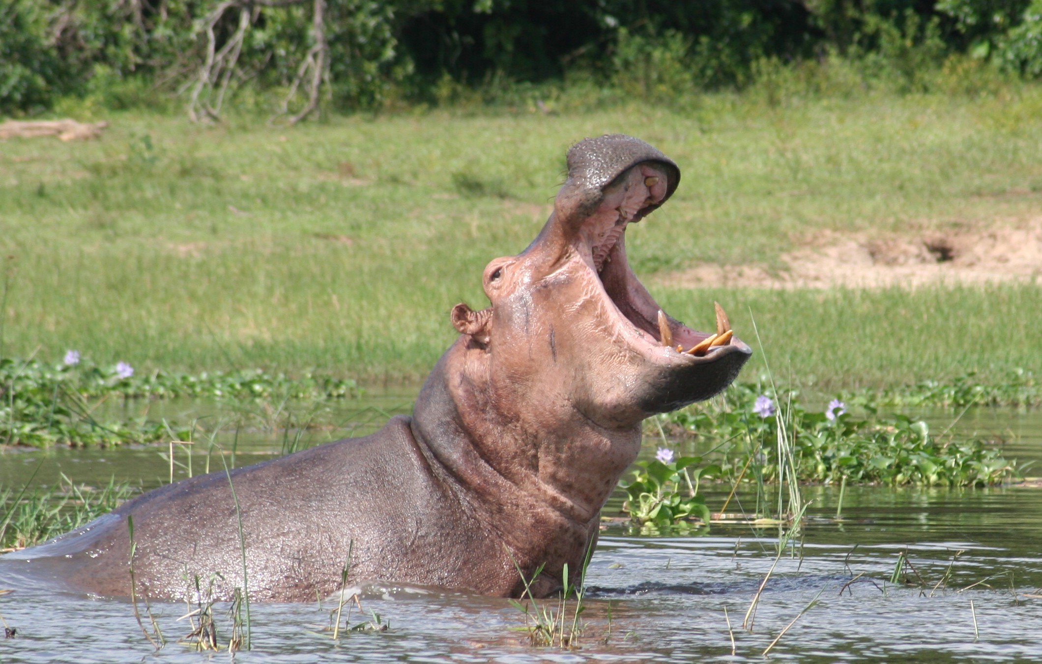 Hippos are very big animals